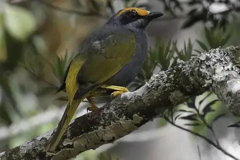 Fiery-browed Starling