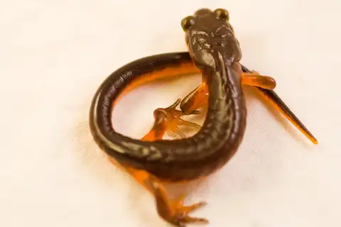 Ensatina