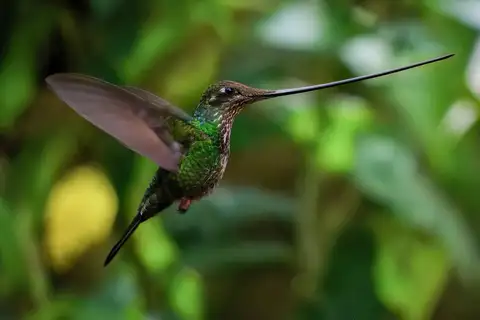 Sword-billed Hummingbird