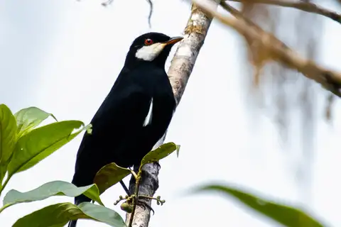 Black Solitaire