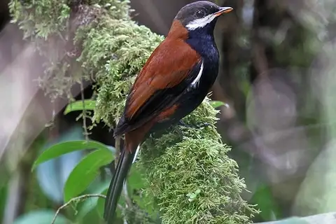 White-eared Solitaire