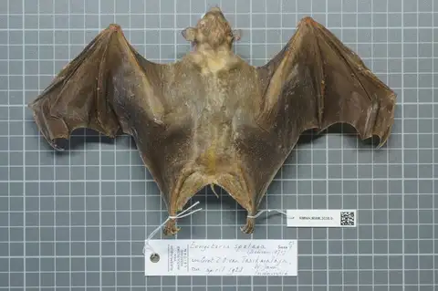 Lesser Dawn Bat