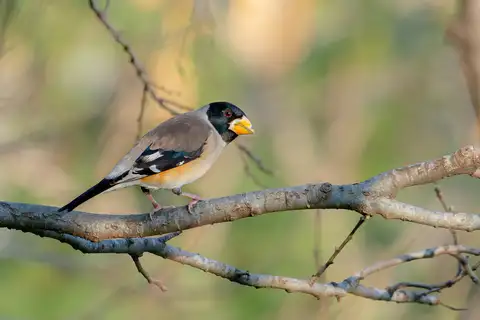 Chinese Grosbeak