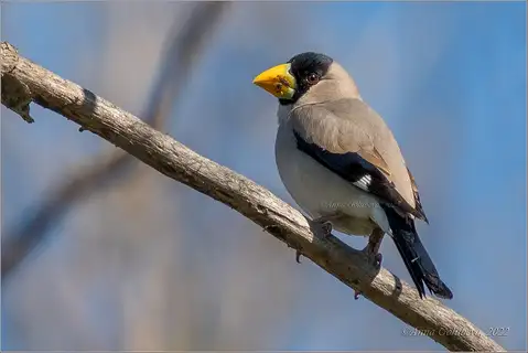 Japanese Grosbeak