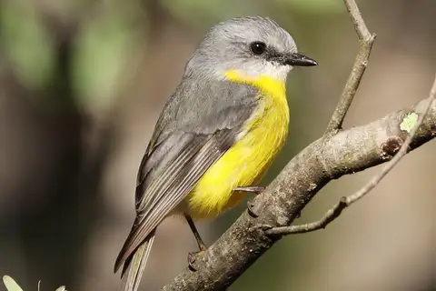 Eastern Yellow Robin