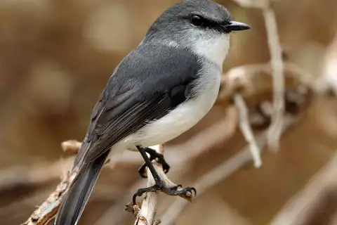 White-breasted Robin