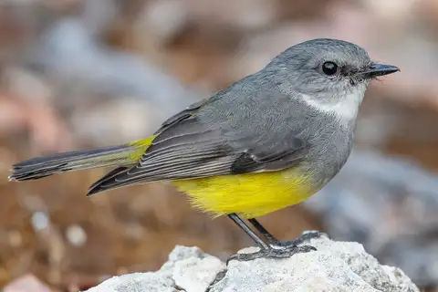 Western Yellow Robin