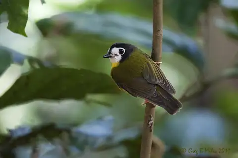 White-faced Robin