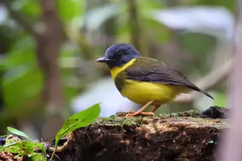 Banded Yellow Robin