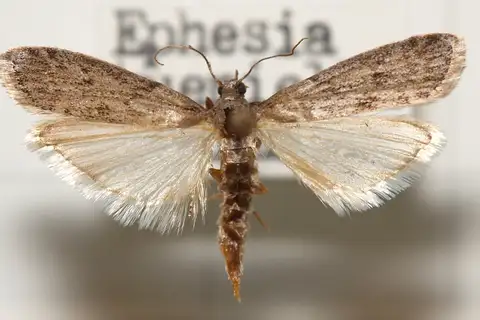 Mediterranean Flour Moth