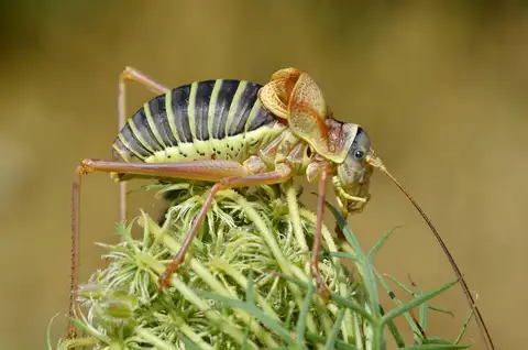 Western Saddle Bush-cricket
