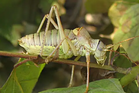 Saddle-backed Bush Cricket