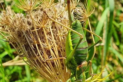 Swiss Saddle Bush-cricket