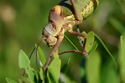Ephippiger provincialis
