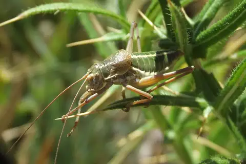 Italian Pygmy Saddle Bush-cricket