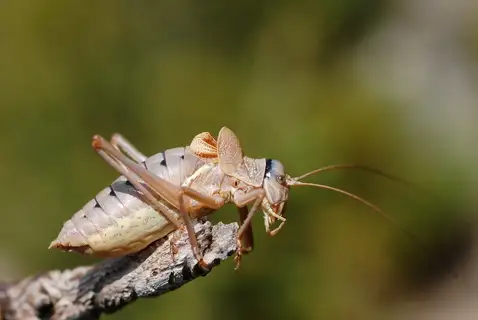 Alpine Saddle-backed Bush-cricket