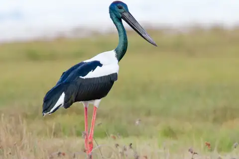Black-necked Stork