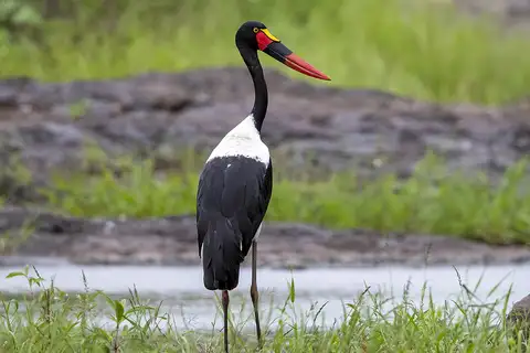 Saddle-billed Stork