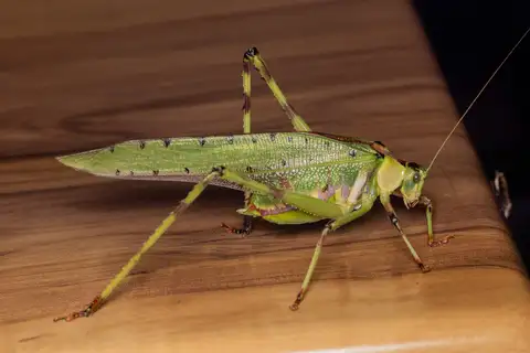 32-spotted Katydid