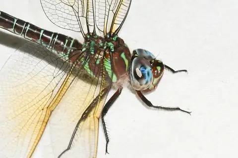 Swamp Darner