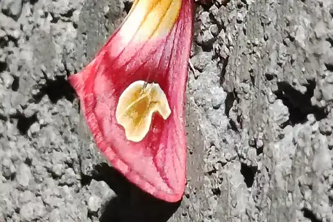 Epicimelia theresiae