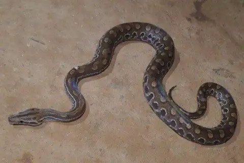 Eastern Rainbow Boa