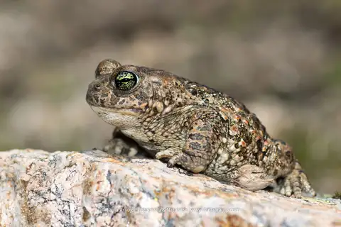 Natterjack Toad