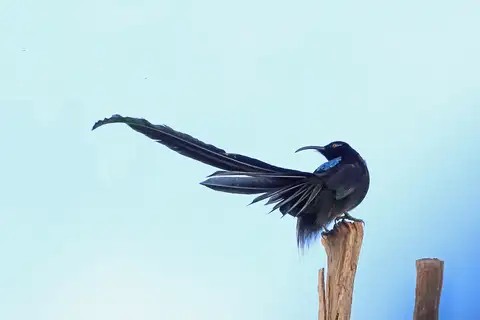 Black Sicklebill