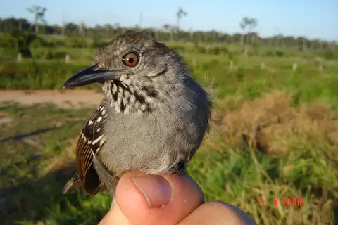 Rio Madeira Stipplethroat
