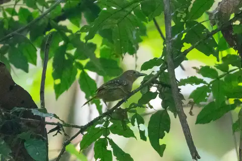 Rufous-tailed Stipplethroat