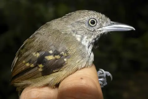 Checker-throated Stipplethroat