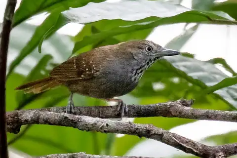 Brown-bellied Stipplethroat