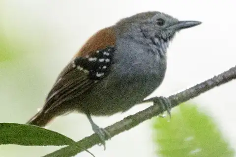 Rufous-backed Stipplethroat