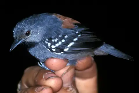 Ornate Stipplethroat