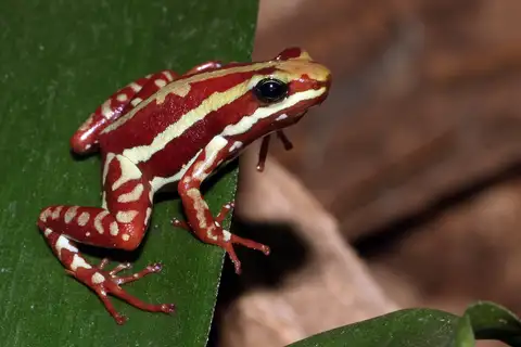 Anthony's Poison Arrow Frog