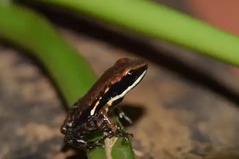 Marbled Poison Frog
