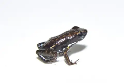 Turquoise-bellied Poison Frog