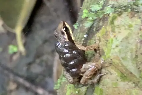 Machalilla Poison Frog