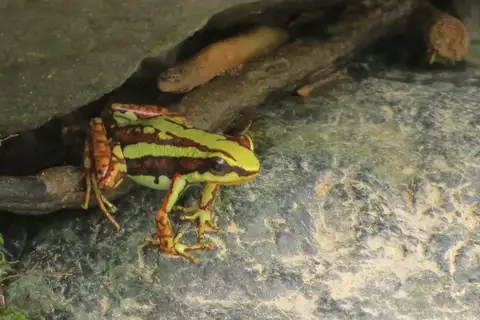 Tricolor Poison Frog
