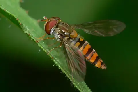 Marmalade Hover Fly