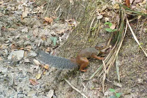 Western Palm Squirrel