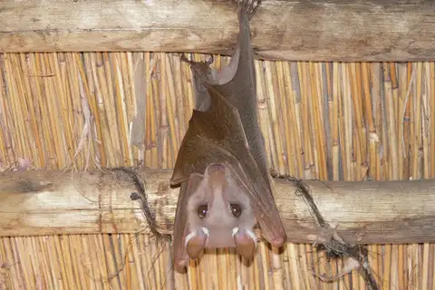 Peters's Epauletted Fruit Bat