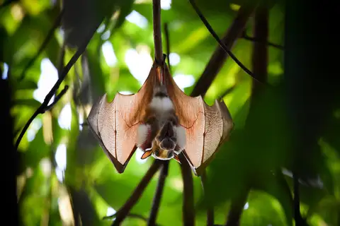 Gambian Epauletted Fruit Bat