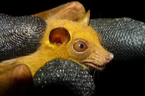 Peter's Dwarf Epauletted Fruit Bat