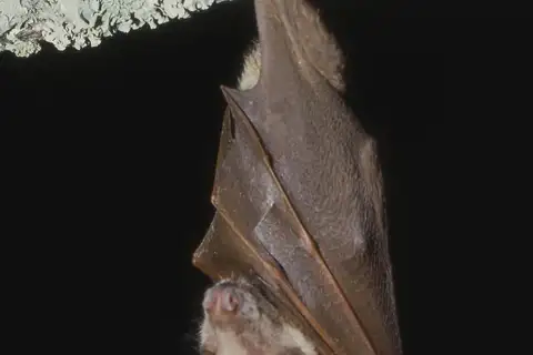 Wahlberg's Epauletted Fruit Bat