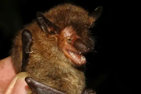 Caribbean Brown Bat