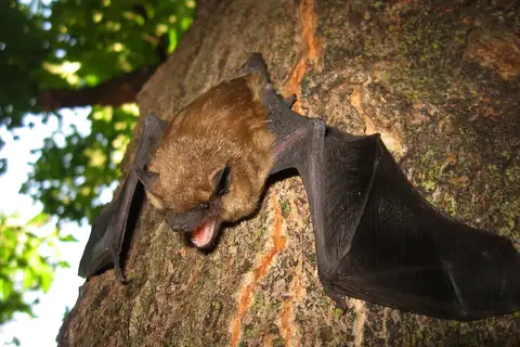 Big Brown Bat