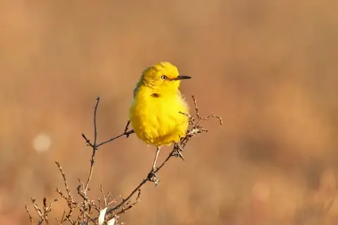 Yellow Chat