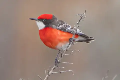 Crimson Chat