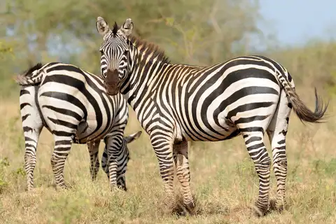 Plains Zebra